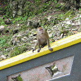 A monkey watches us walk down the steps at Batu Caves