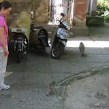 At Monkey Forest, monkeys are everywhere!