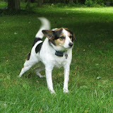 Lilly getting ready to chase a rabbit at Katie's parents' house.