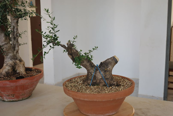 Olea europaea sylvestris, Acebuche de Domingo Acebedo.