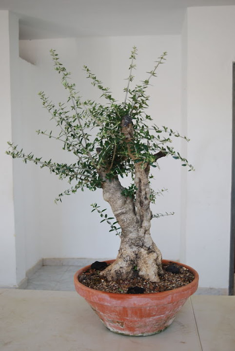 Olea europaea sylvestris, Acebuche de Nicolás López.