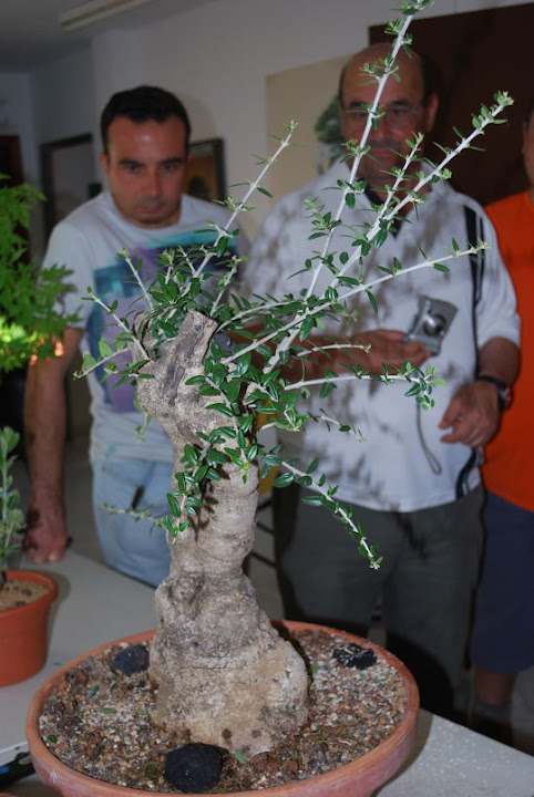 Olea europaea sylvestris, Acebuche de Nicolás López.