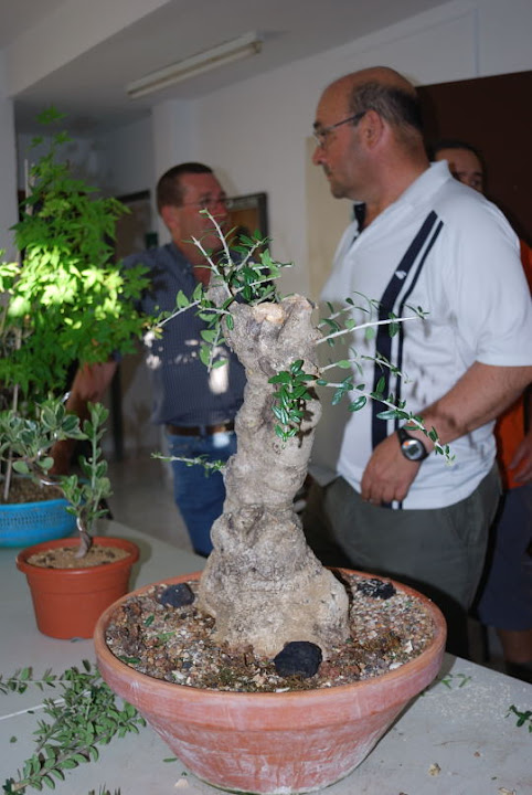 Olea europaea sylvestris, Acebuche de Nicolás López.