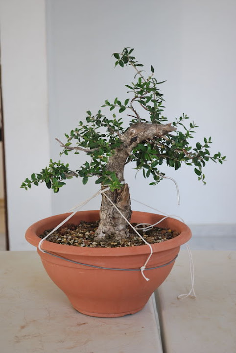 Olea europaea sylvestris, Acebuche de Nicolás López.