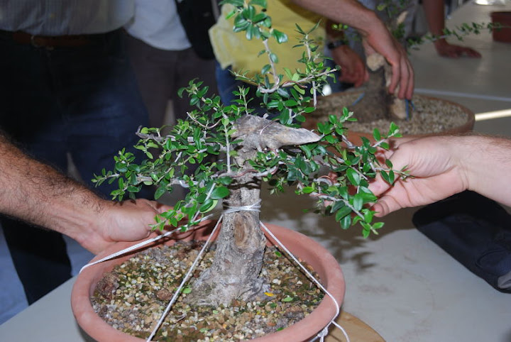 Olea europaea sylvestris, Acebuche de Nicolás López.