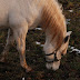 DSC_0685.jpg, 2009-12-26 Chotyłów