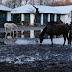 DSC_0701.jpg, 2009-12-26 Chotyłów