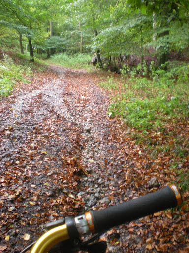 Beech woods