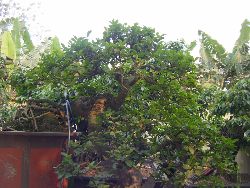 Cây Duối cổ dáng trực huyền