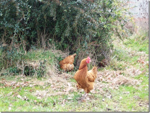 20090219_FT-Poules_001