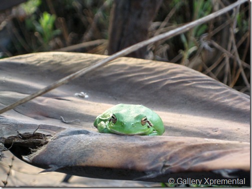 20090314_Treefrogs_101_1 20090314_Treefrogs_101_1