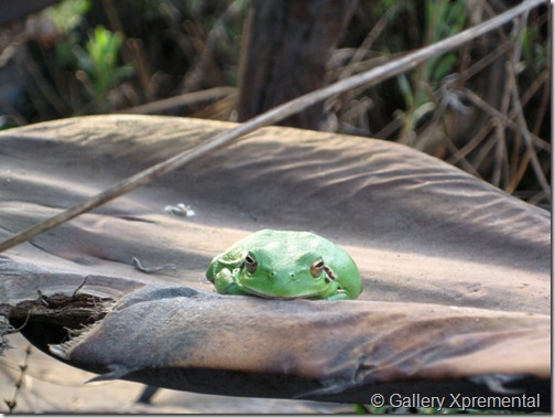 20090314_Treefrogs_101_1