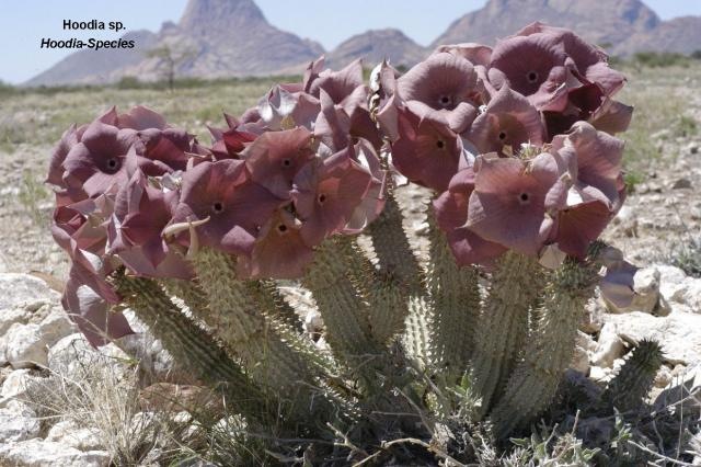[Hoodia cactus south africa.preview[5].jpg]