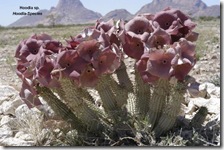 Hoodia cactus south africa.preview