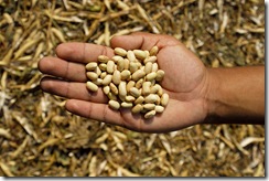 enola bean