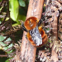 Bumblebee