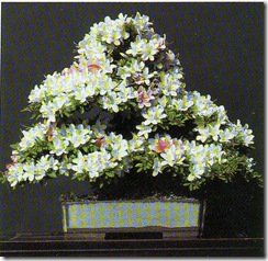 azalea1 azalea1