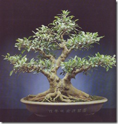 fIcus fIcus