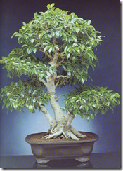 ficus retusa ficus retusa