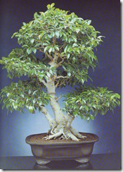 ficus retusa