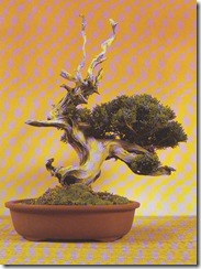 juniperus