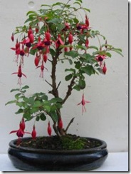 fuchsia fuchsia