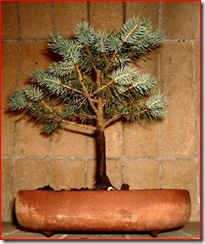 picea picea