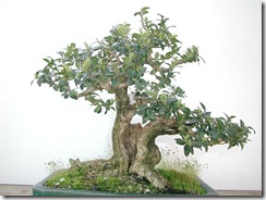 buxus boj buxus boj