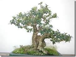 buxus boj