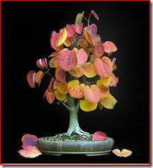 cercis siliquastrum- arbol de judas