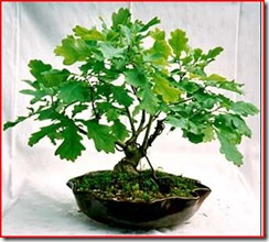 quercus robur