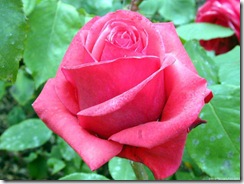rosa rosa