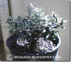 prebonsai olivo