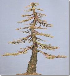 arbol almbrado arbol almbrado