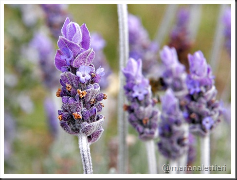 Single_lavendar_flower02