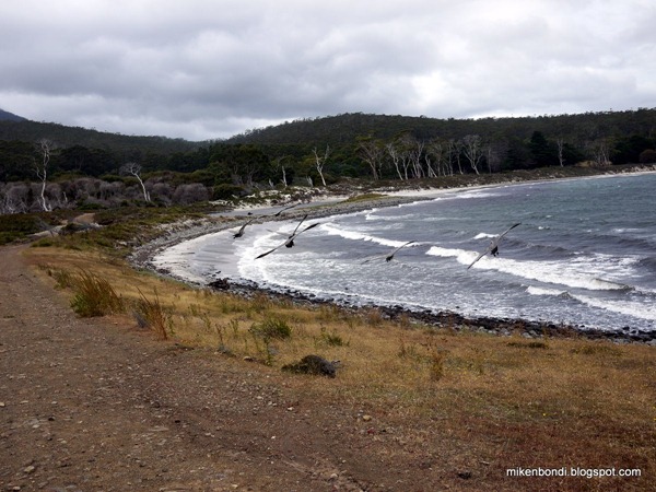 Cape Barren Geese