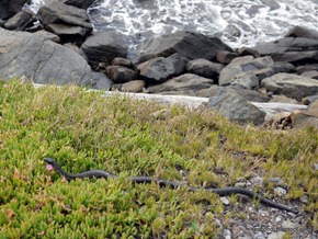 Tasmanian Tiger Snake