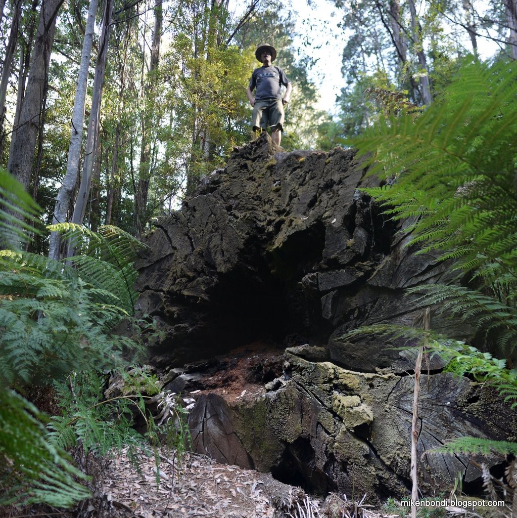 [P1000527-530 Peter on Big Stump stitch[5].jpg]