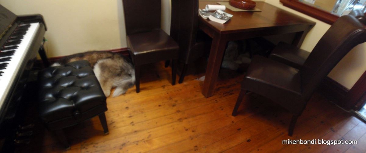 [P2090001-2 dogs under tables [ice][2].jpg]