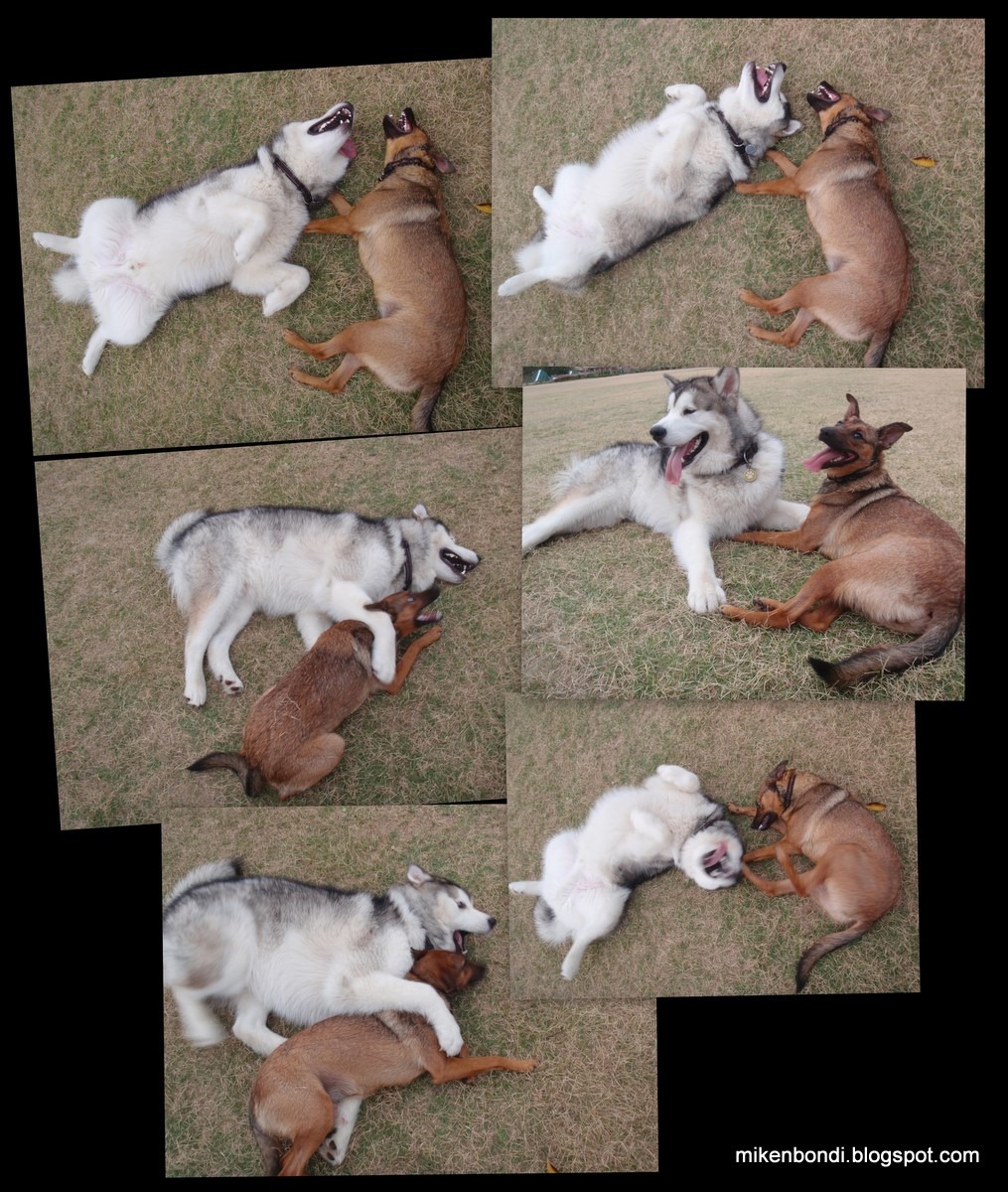[20090209 dogs[2].jpg]