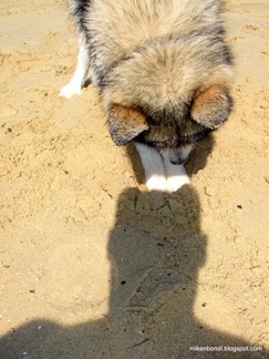 digging in