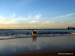 dog beach