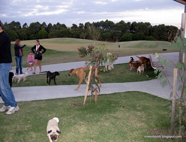 dogs dogs dogs
