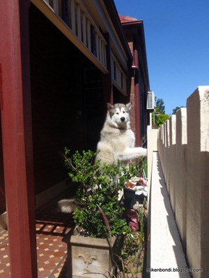 wolf at the door