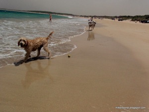 Teddy & Munson at Boat Harbour
