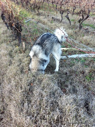 Square malamute in a round hole #1