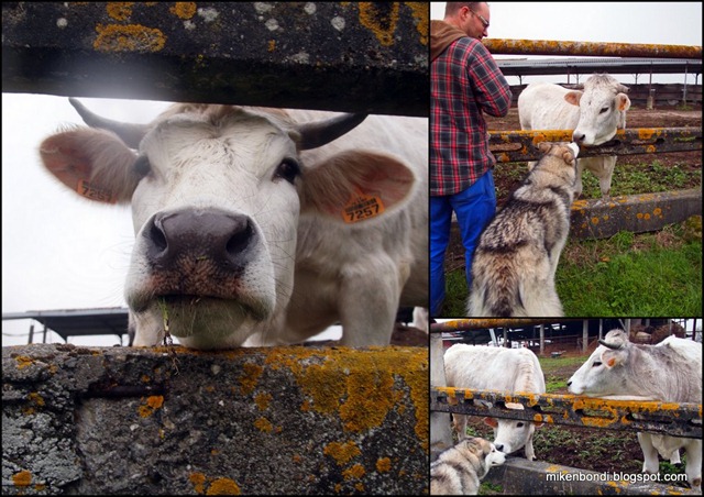 2011-03-02 Munson cow sniffing