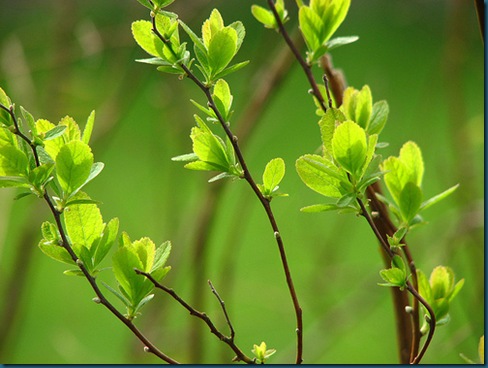 spring