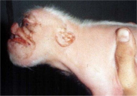 schwein03.jpg