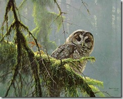 bateman-mossybranches-spottedowl2